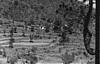 New plantations in forest region, Simla, 1985