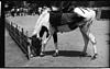 A horse feeding on the road, Shimla, 1985