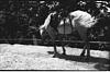 Horse waiting for tourist for ride, Shimla, 1985