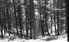 A oak trees near HIPA, (Himalayan Institute for Public Administration), Shimla, 1985