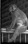 Aggressive monkey, Shimla, 1985