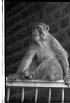 Waiting monkey, Shimla, 1985