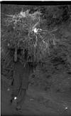 A woman laborer carrying hay, Himachal pradesh, 1985