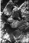 Rock plants, Himachal pradesh, 1985