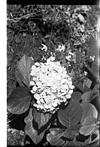 Flowers, Shimla, 1985