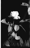 Rose flower in Black and white, Shimla, 1985