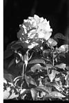 Rose flower in Black and white, Shimla, 1985