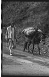 A mule carrying the load, Shimla, 1985