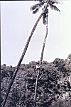 Boy Climbing a Tall Coconut Tree