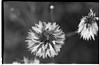 Bee on a flowers, Shimla, 1985