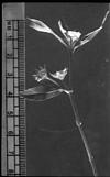 A small plant with a flower, 1985