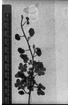 A small plant with a flower, 1985