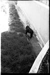 Max behind a cover, Mysore zoo, 1985