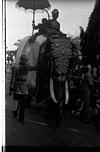 A decorated elephant in procession, 1985