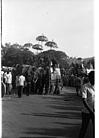 Elephants in procession, 1985