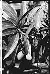 Tender mango on the tree, 1985