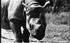 Rhino in Mysore zoo, 1985