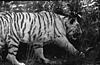 White tiger in a close angle, 1985