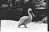 Pelican in Mysore zoo, 1985