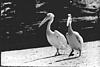 White Pelicans in Mysore zoo, 1985