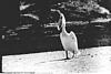 Yawing Pelican, 1985