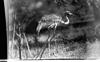 Crane in Mysore zoo, 1985