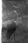 Stark in Mysore zoo, 1985