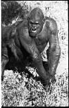 Sumati the Gorilla, in Mysore zoo, 1985