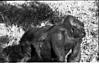 Sumati the Gorilla, in Mysore zoo, 1985