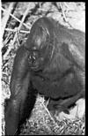 Sumati the Gorilla, in Mysore zoo, 1985