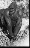Sumati the Gorilla, in Mysore zoo, 1985