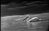 Pelican in lake, Mysore Zoo, 1985