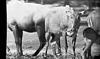 neelgay in Mysore Zoo, 1985