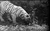 White tiger in Mysore Zoo, 1985