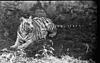 White tiger in Mysore Zoo, 1985