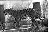 White tiger in enclosure  Mysore Zoo, 1985