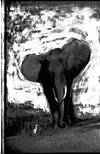 African elephant in Mysore Zoo, 1985