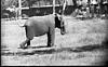 African elephant in Mysore Zoo, 1985