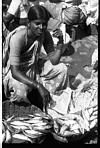 A fisher selling macquerels, Goa, 1986