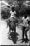 A boy riding bafellow calf, 1985