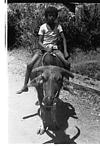 A young enjoying calf ride, 1985