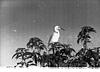 White crane, Rangana tittu, 1985