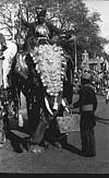 The mahout guiding elephant for the ceremonial procession, 1985