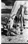 Neelgay in Mysore zoo, 1985