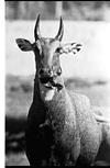 Excellent photo of Neelgay, Mysore Zoo, 1985