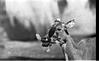 Neelgay feeding leafs, Mysore zoo, 1985