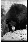 Indian bear, Mysore zoo, 1985