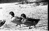 Ducks in Mysore zoo, 1985