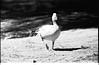 Pelican in Mysore zoo, 1985