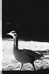 bird in Mysore zoo, 1985